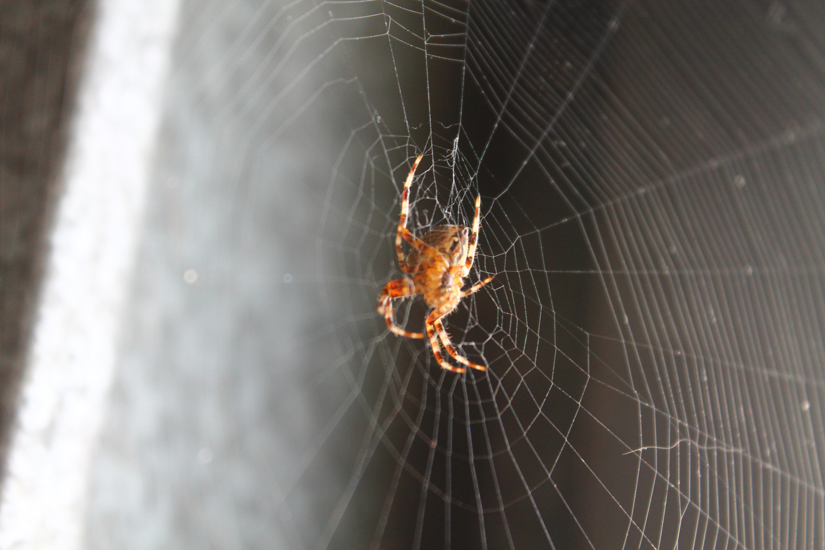 Spinne im Netz