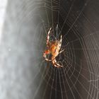 Spinne im Netz