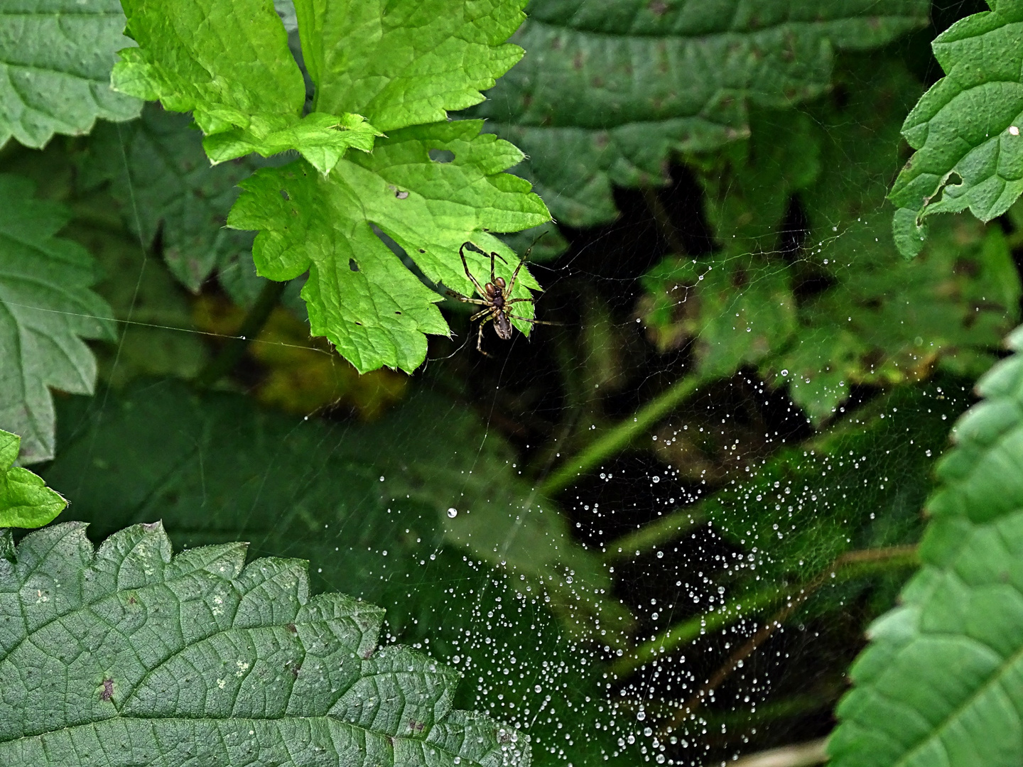 Spinne im Netz