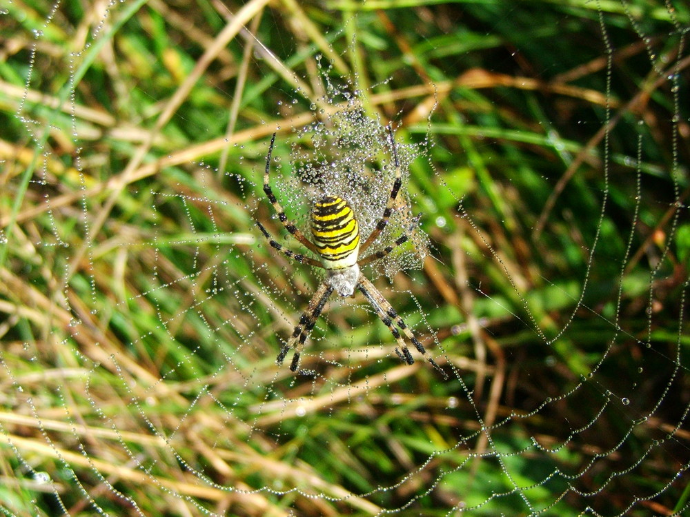 Spinne im Netz