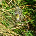 Spinne im Netz