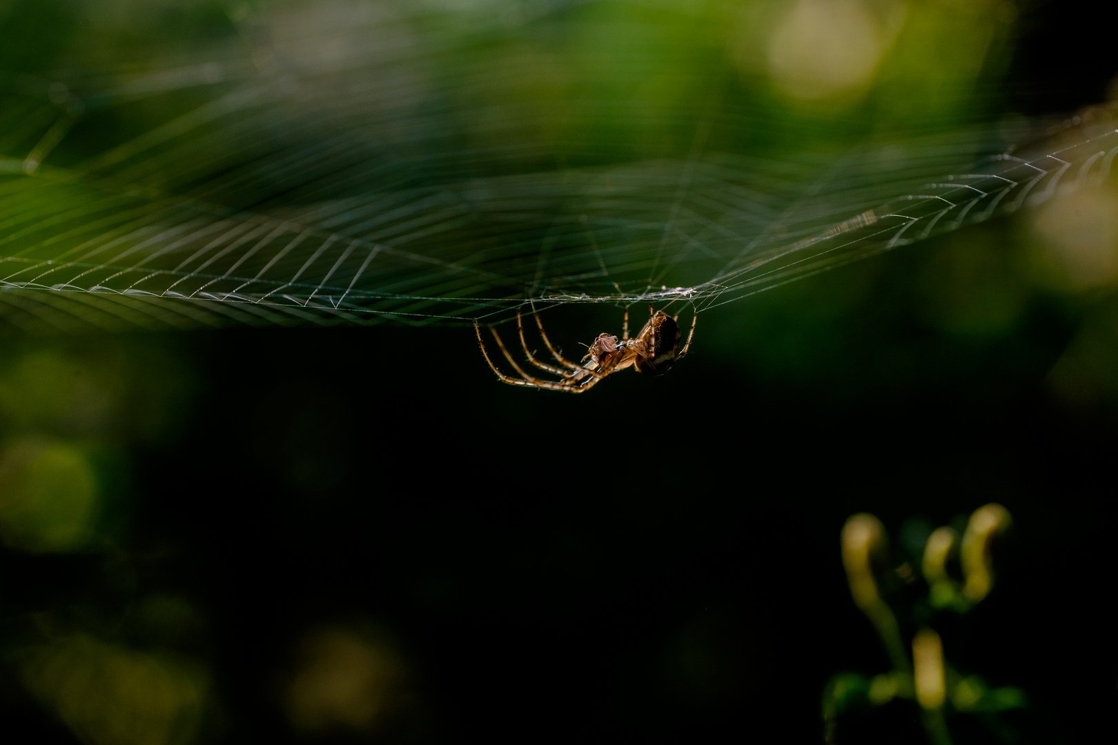 Spinne im Netz 2