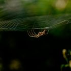 Spinne im Netz 2