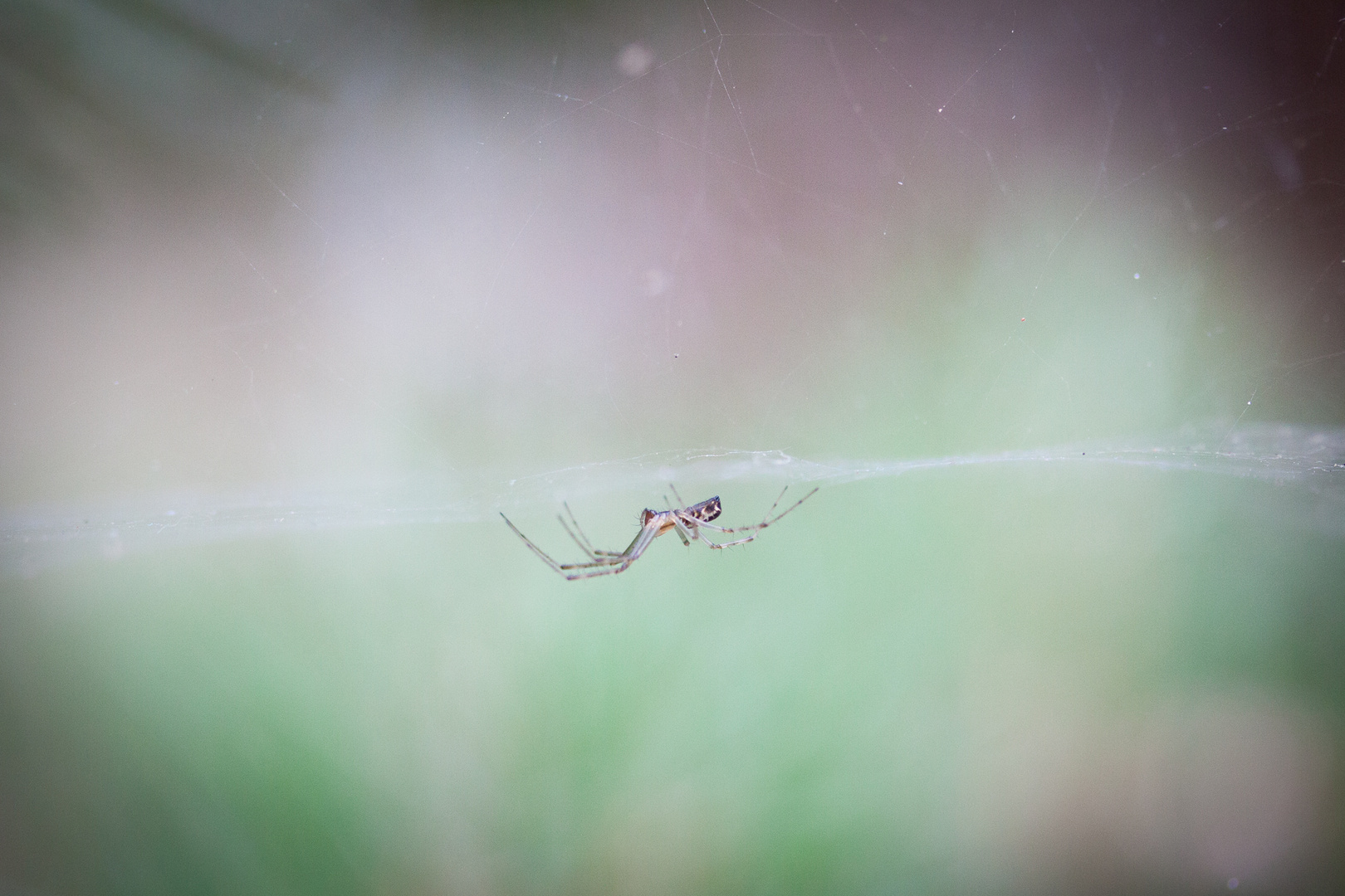 Spinne im Netz 2
