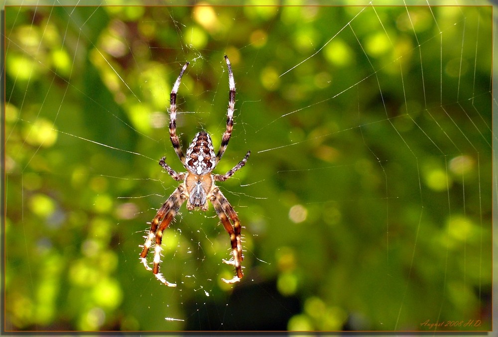 Spinne im Netz