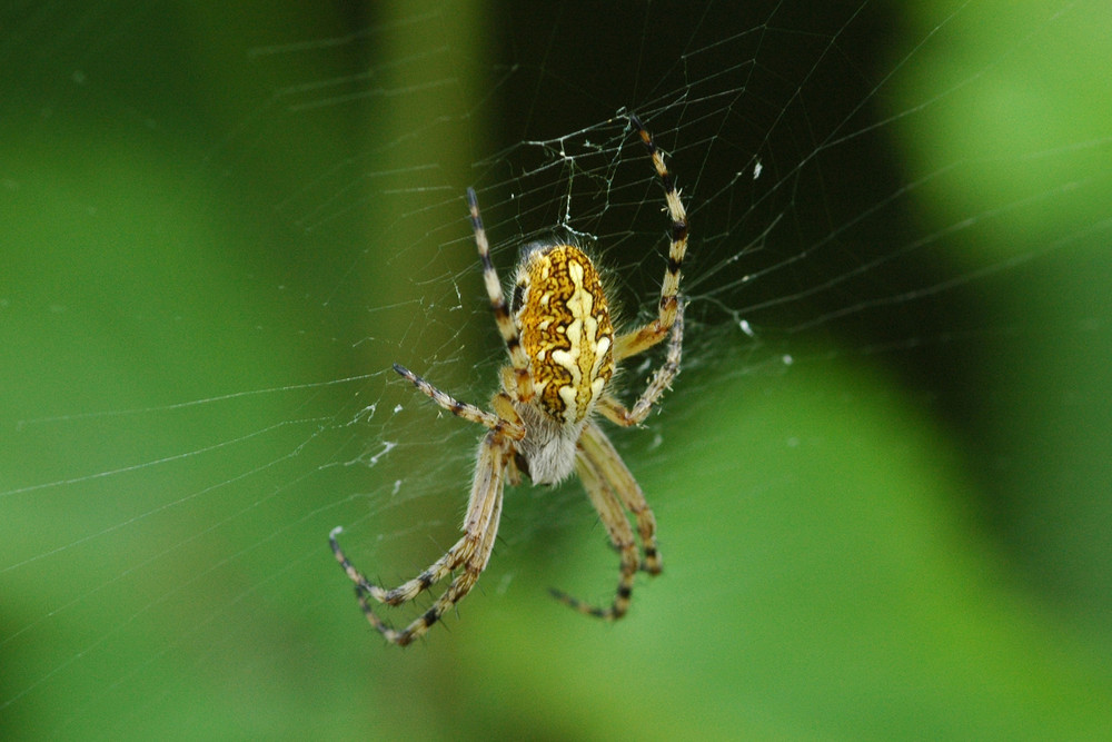 Spinne im Netz