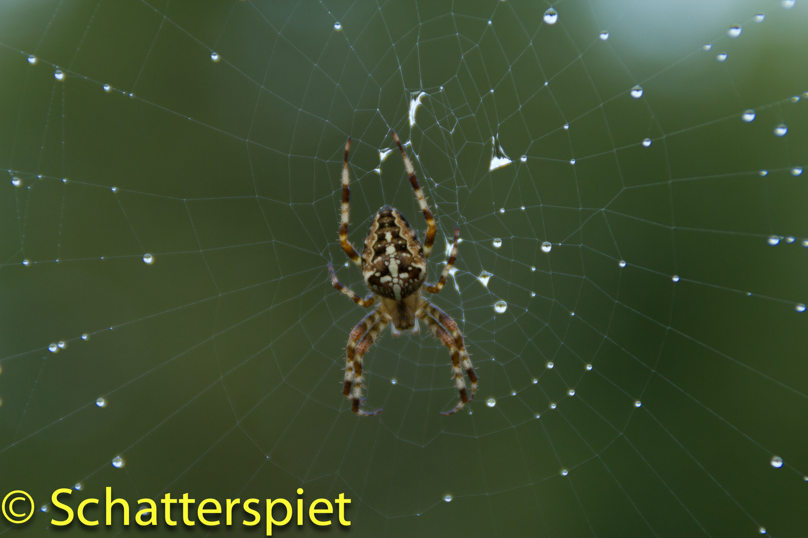 Spinne im Netz