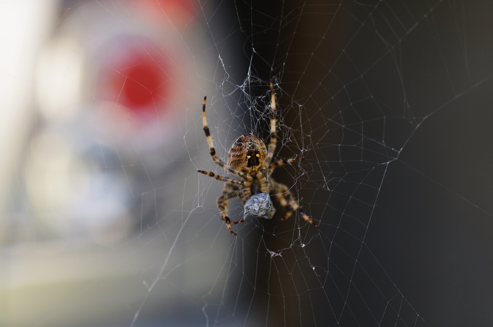 Spinne im Netz