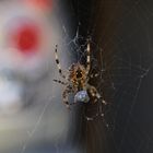 Spinne im Netz