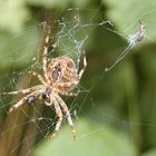 Spinne im Netz