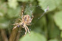 Spinne im Netz