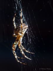 Spinne im Netz