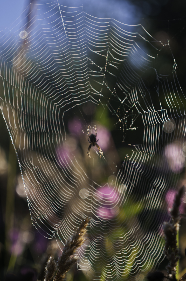 Spinne im Netz