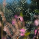 Spinne im Netz