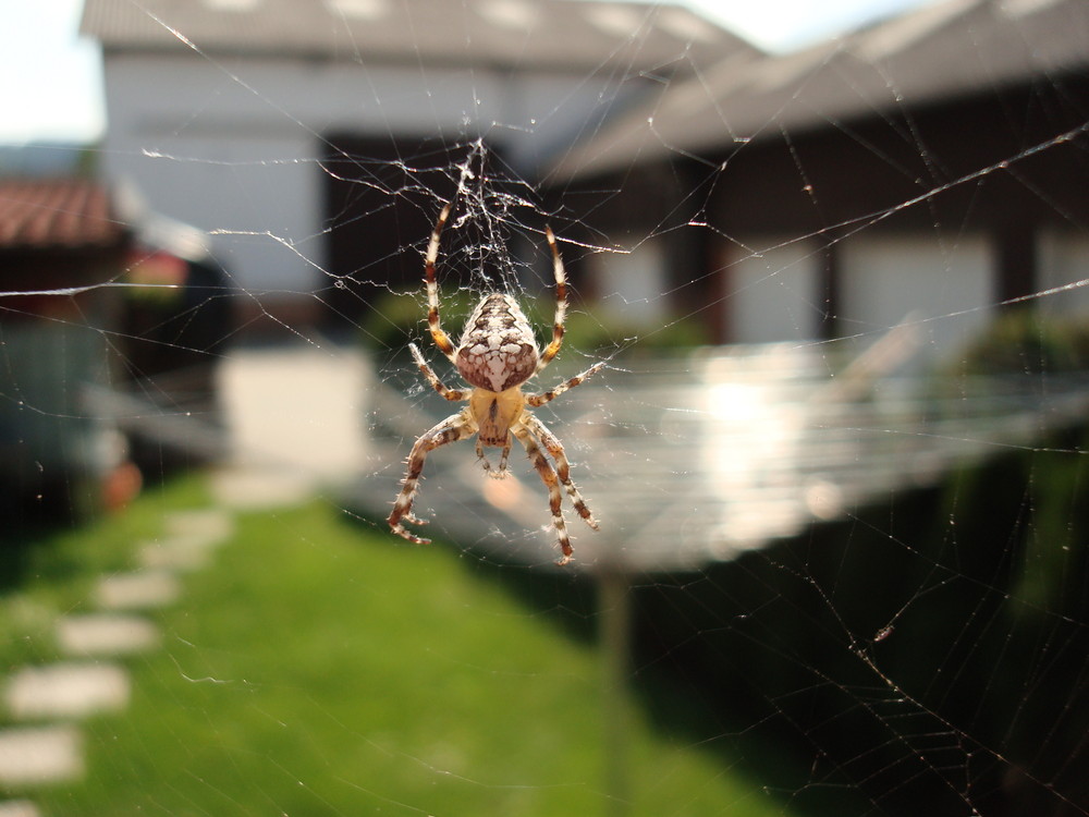 Spinne im Netz