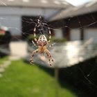 Spinne im Netz