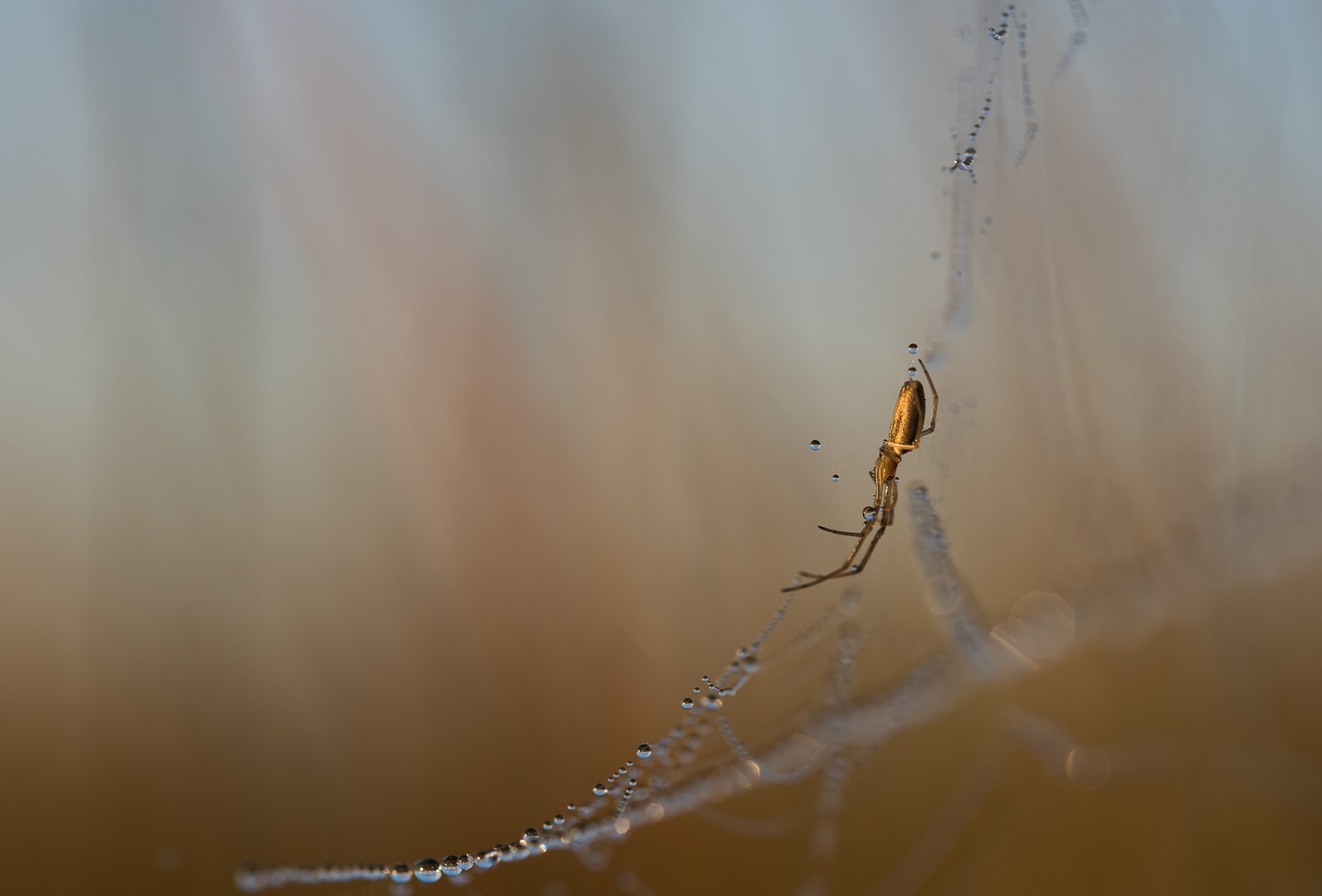 spinne im Netz