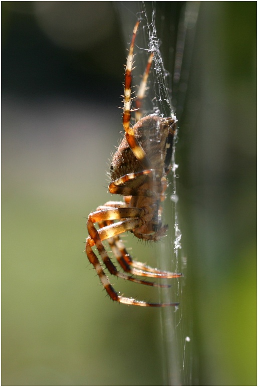 Spinne im Netz