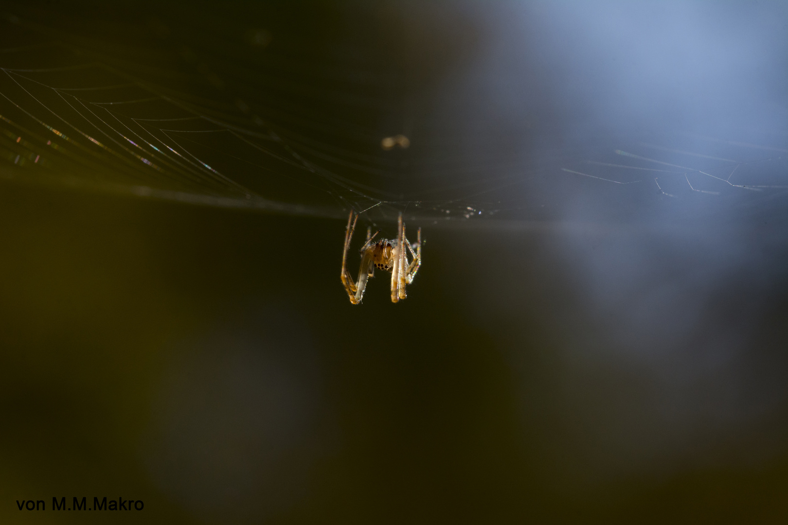 Spinne im Netz