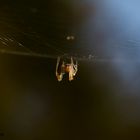 Spinne im Netz