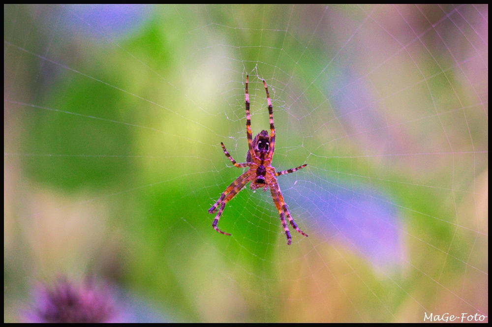 Spinne im Netz