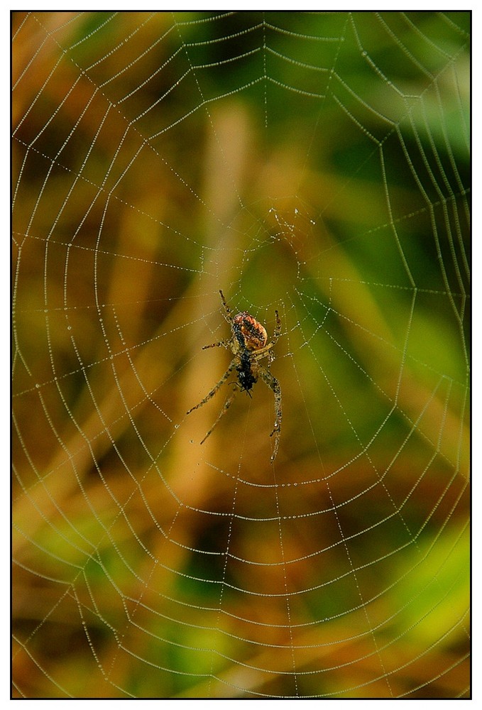 Spinne im Netz