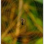 Spinne im Netz