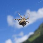 Spinne im Netz...