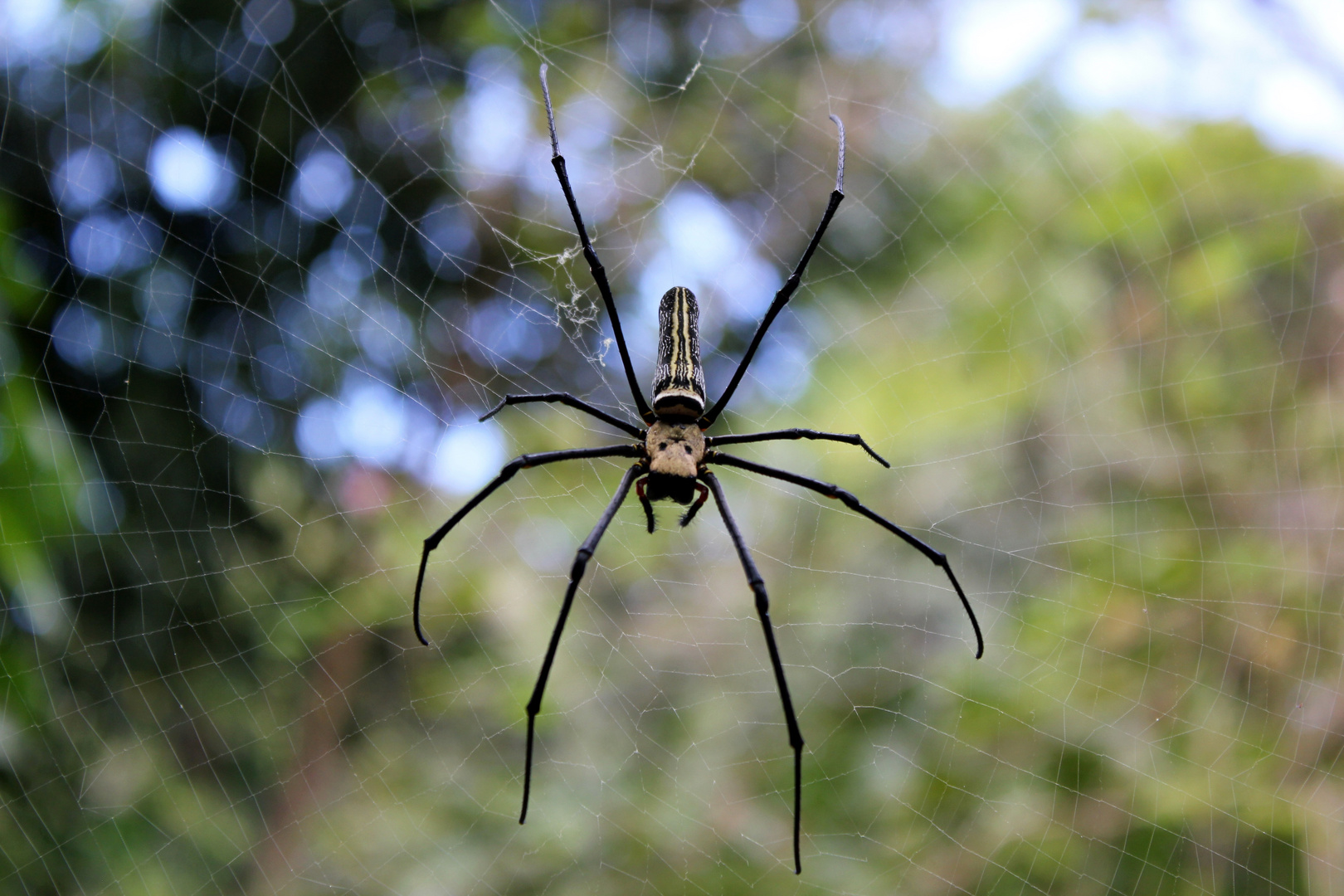 Spinne im Netz