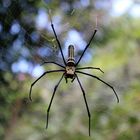 Spinne im Netz