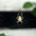 Spinne im Netz