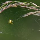 Spinne im Netz