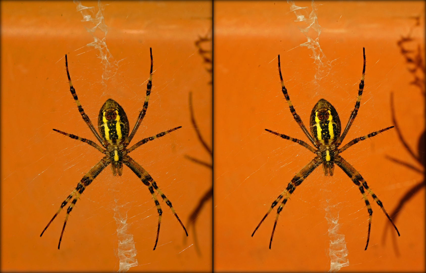  Spinne im Netz (3D-X-View)