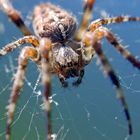 Spinne im Netz