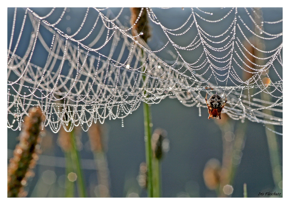 Spinne im Netz....