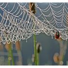 Spinne im Netz....