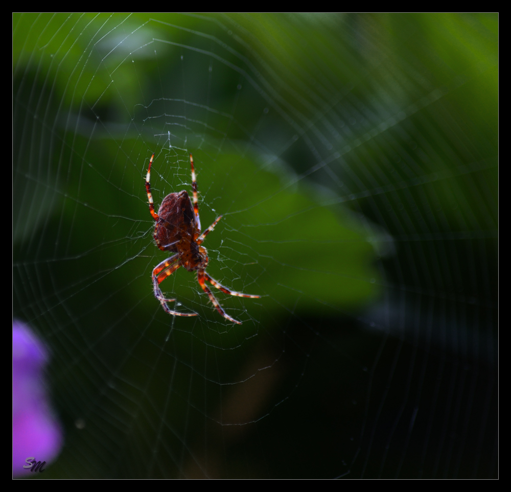 Spinne im Netz