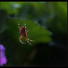 Spinne im Netz