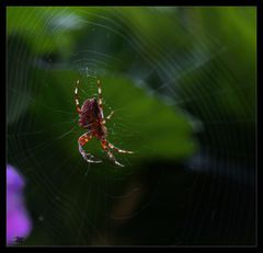 Spinne im Netz