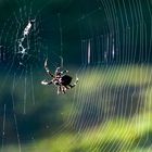 Spinne im Netz