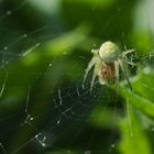 Spinne im Netz