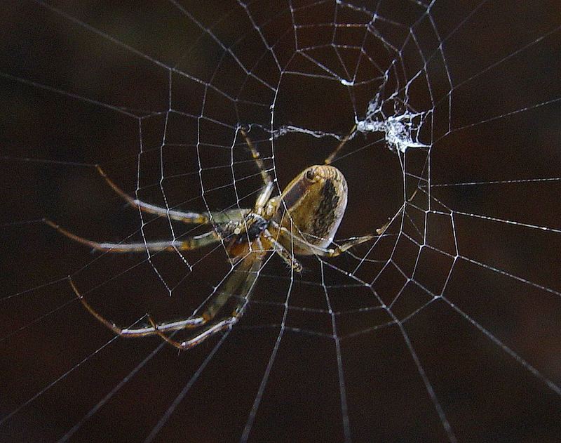 Spinne im Netz