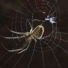 Spinne im Netz