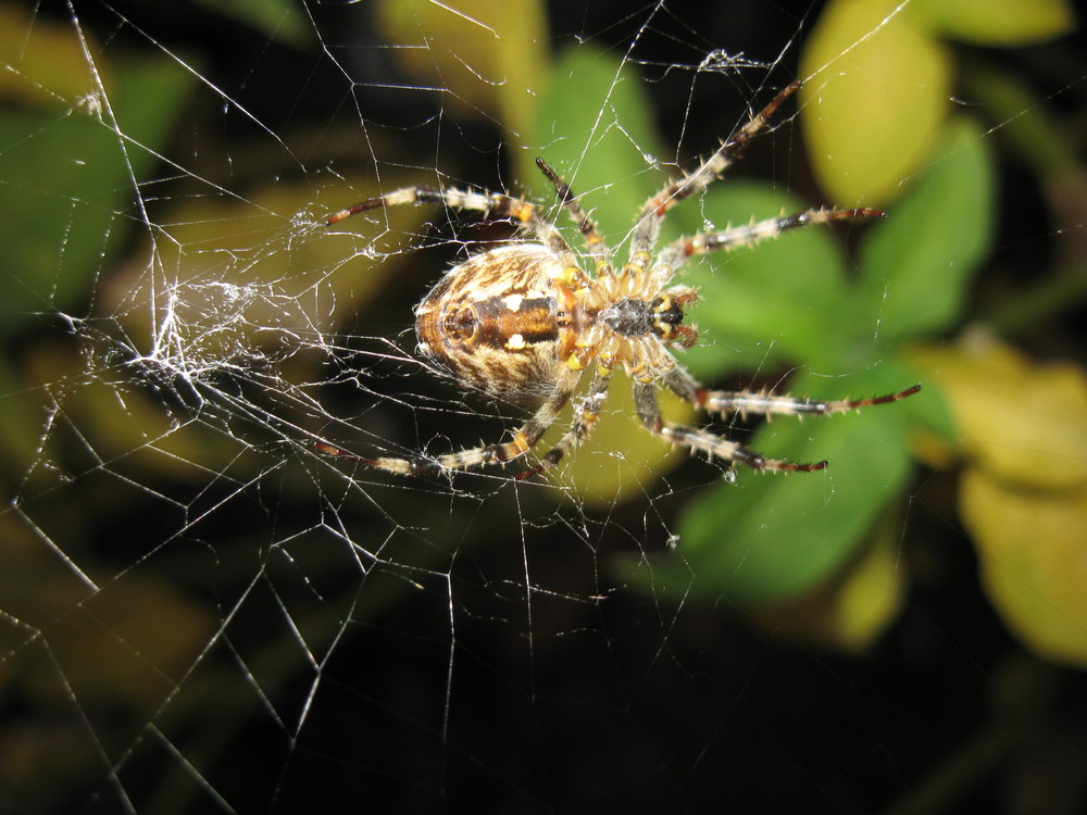 Spinne im Netz