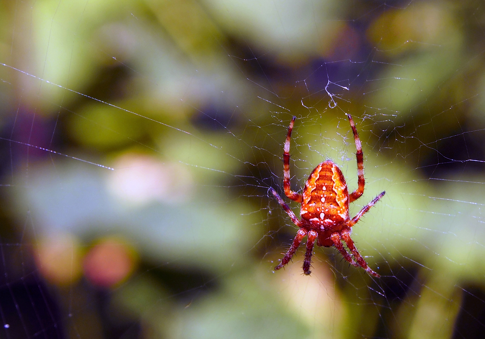 Spinne im Netz