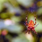 Spinne im Netz