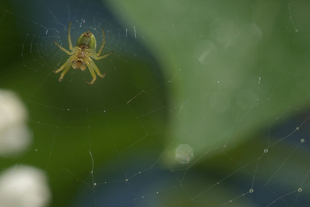 Spinne im Netz