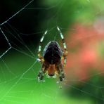 Spinne im Netz