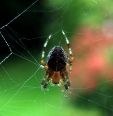 Spinne im Netz