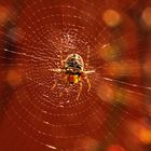 Spinne im Netz